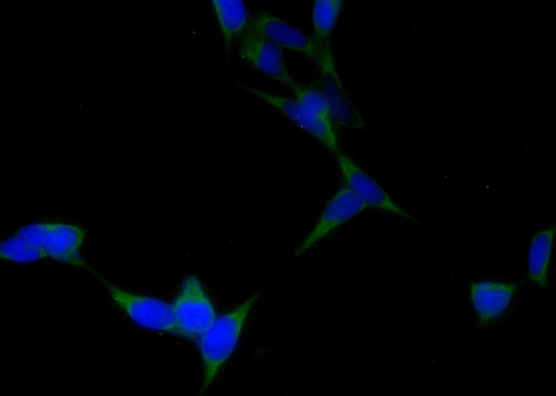 Immunofluorescent analysis of HEK-293 cells using Catalog No:110040(DTX4 Antibody) at dilution of 1:25 and Alexa Fluor 488-congugated AffiniPure Goat Anti-Rabbit IgG(H+L)