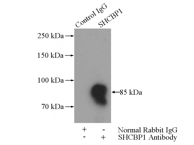IP Result of anti-SHCBP1 (IP:Catalog No:115269, 4ug; Detection:Catalog No:115269 1:500) with Jurkat cells lysate 2400ug.