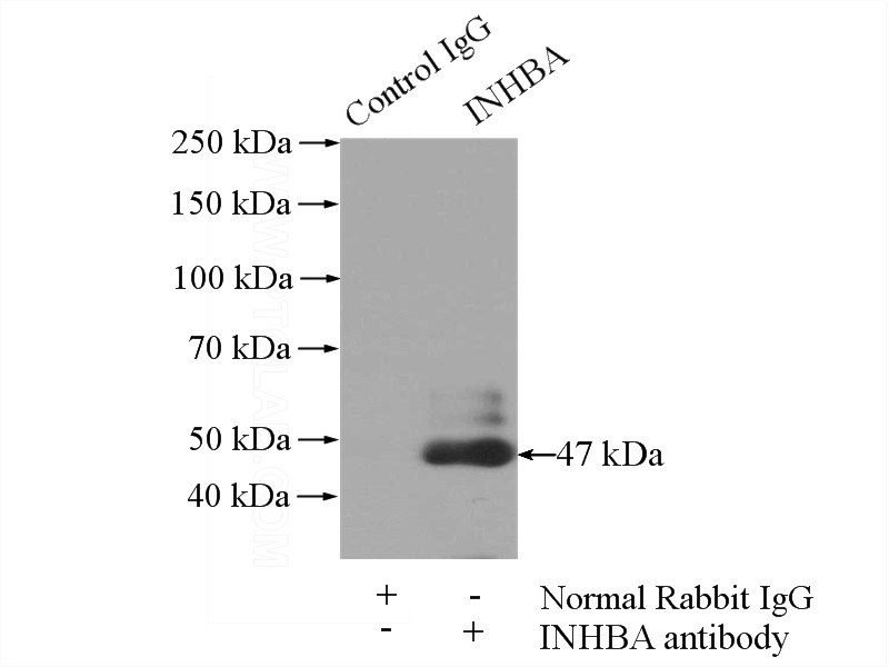 IP Result of anti-INHBA-Specific (IP:Catalog No:111800, 4ug; Detection:Catalog No:111800 1:500) with rat brain tissue lysate 4000ug.