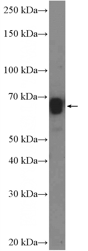 HeLa cells were subjected to SDS PAGE followed by western blot with Catalog No:117014(ZNF639 Antibody) at dilution of 1:300