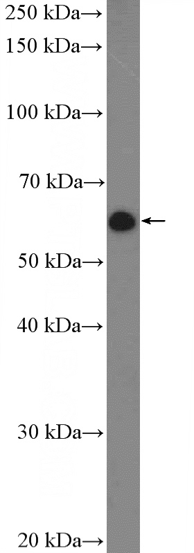 HepG2 cells were subjected to SDS PAGE followed by western blot with Catalog No:109548(CREB3L2 Antibody) at dilution of 1:600