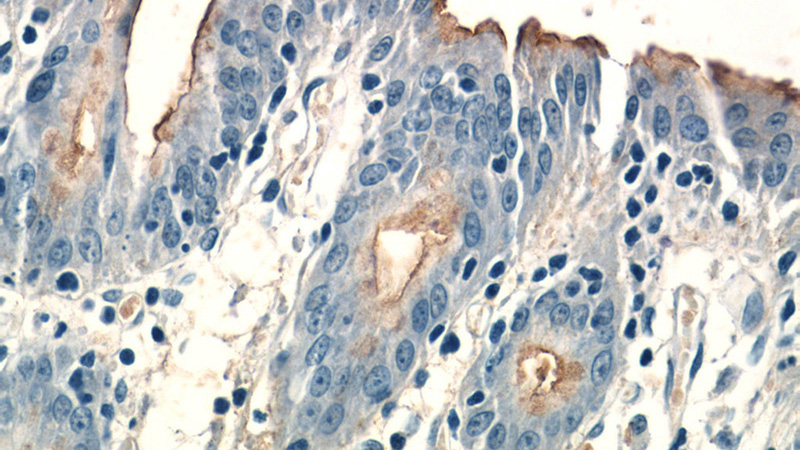 Immunohistochemistry of paraffin-embedded human stomach tissue slide using Catalog No:108997(CCKAR-specific Antibody) at dilution of 1:50 (under 40x lens)