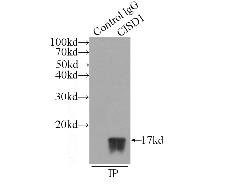IP Result of anti-mitoNEET,CISD1 (IP:Catalog No:109321, 3ug; Detection:Catalog No:109321 1:2000) with HepG2 cells lysate 600ug.
