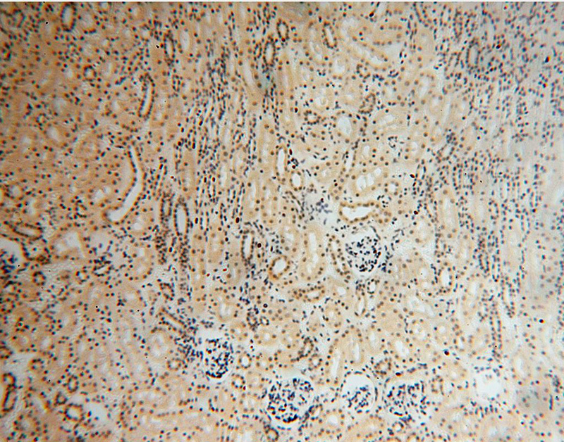 Immunohistochemical of paraffin-embedded human kidney using Catalog No:112148(LARP7 antibody) at dilution of 1:100 (under 10x lens)