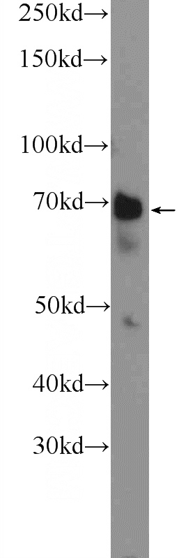 HeLa cells were subjected to SDS PAGE followed by western blot with Catalog No:116816(WDR76 Antibody) at dilution of 1:300