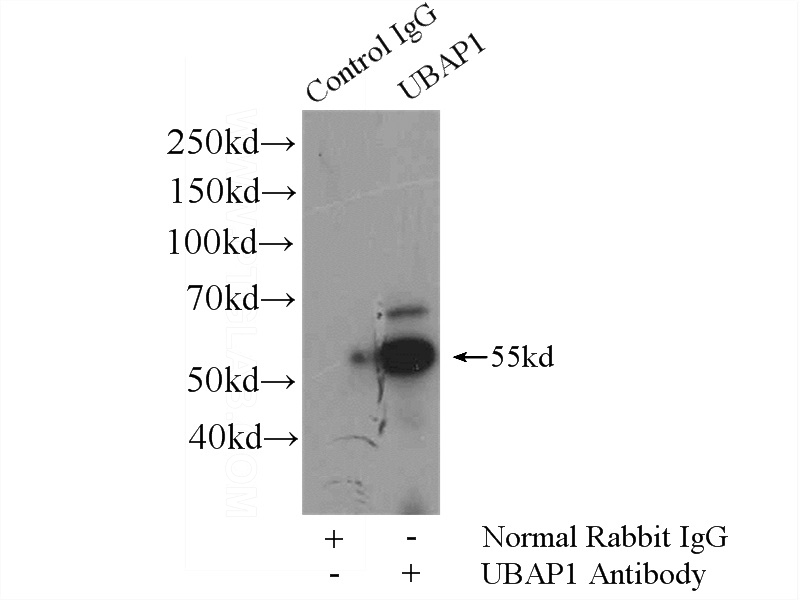 IP Result of anti-UBAP1 (IP:Catalog No:116473, 4ug; Detection:Catalog No:116473 1:500) with mouse brain tissue lysate 4000ug.