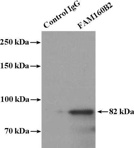 IP Result of anti-FAM160B2 (IP:Catalog No:110575, 4ug; Detection:Catalog No:110575 1:300) with HepG2 cells lysate 3200ug.
