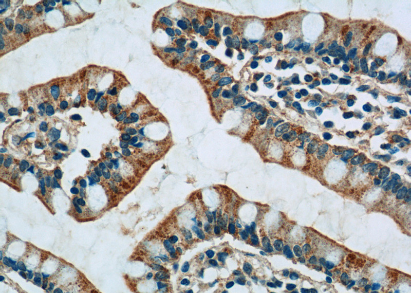 Immunohistochemistry of paraffin-embedded human small intestine tissue slide using Catalog No:114161(PPYR1 Antibody) at dilution of 1:50 (under 40x lens)