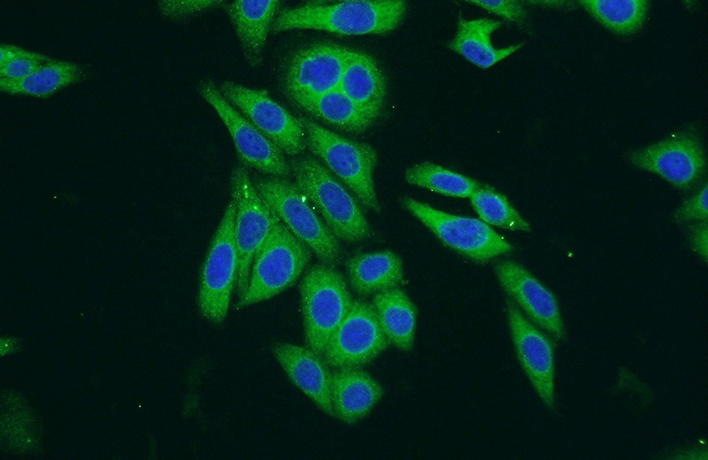 Immunofluorescent analysis of HepG2 cells using Catalog No:108239(ARCN1 Antibody) at dilution of 1:50 and Alexa Fluor 488-congugated AffiniPure Goat Anti-Rabbit IgG(H+L)