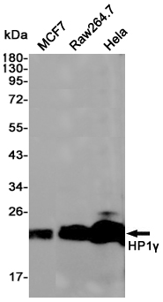 Western blot detection of HP1γ in MCF7,Raw264.7,Hela cell lysates using HP1γ (6D8) Mouse mAb(1:1000 diluted).Predicted band size:24KDa.Observed band size:24KDa.