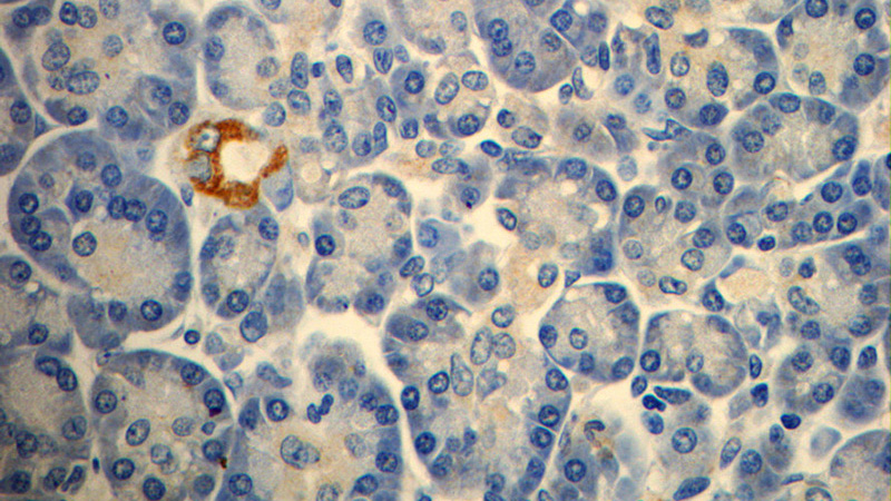 Immunohistochemistry of paraffin-embedded human pancreas slide using Catalog No:116179(TMEM231 Antibody) at dilution of 1:50. (under 40x lens)