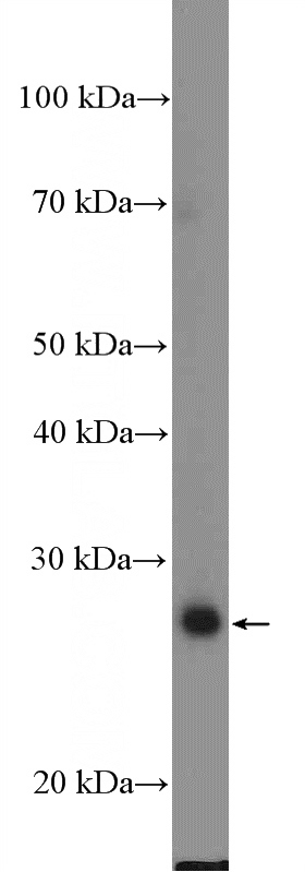 HeLa cells were subjected to SDS PAGE followed by western blot with Catalog No:114606(RBM24 Antibody) at dilution of 1:600