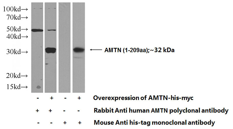 Transfected HEK-293 cells were subjected to SDS PAGE followed by western blot with Catalog No:108012(AMTN Antibody) at dilution of 1:500