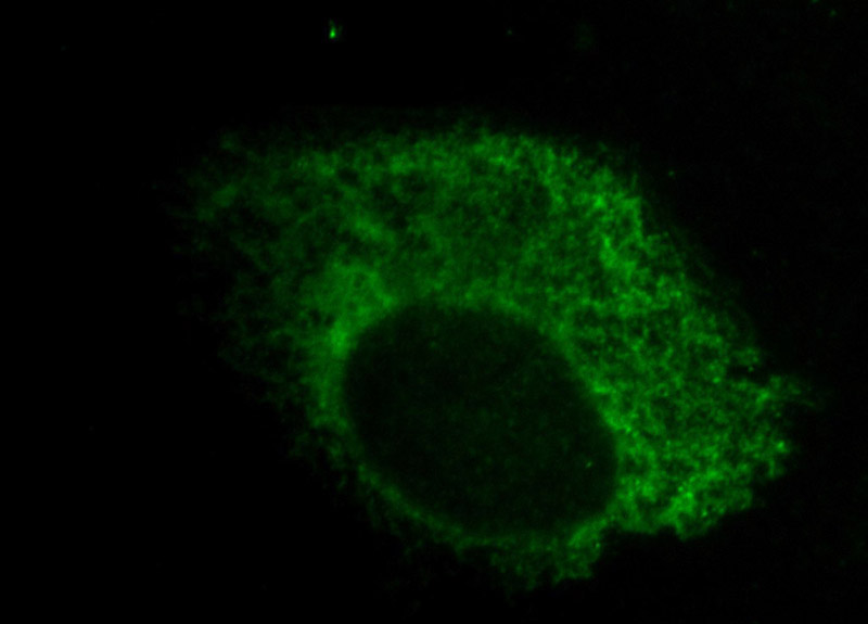 Immunofluorescent analysis of PC-3 cells, using PDIA4 antibody Catalog No:110375 at 1:50 dilution and FITC-labeled donkey anti-rabbit IgG (green).