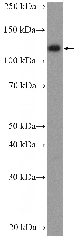 MCF-7 cells were subjected to SDS PAGE followed by western blot with Catalog No:115678(STARD13 Antibody) at dilution of 1:1000