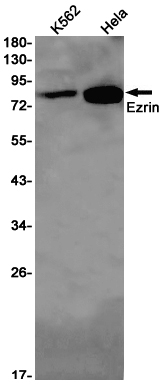 Western blot detection of Ezrin in K562,Hela cell lysates using Ezrin Rabbit pAb(1:1000 diluted).Predicted band size:69kDa.Observed band size:80kDa.