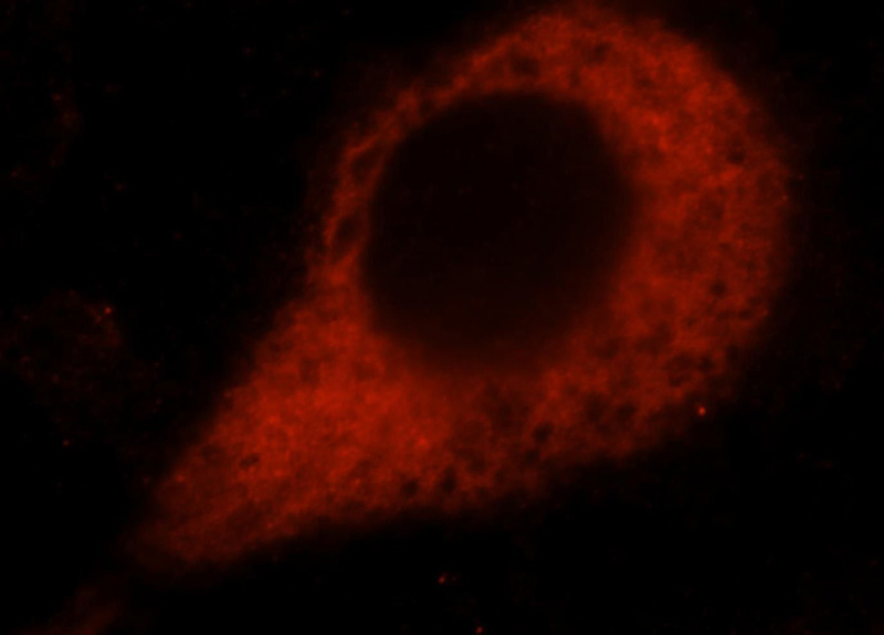 Immunofluorescent analysis of Hela cells, using AREG antibody Catalog No:108005 at 1:25 dilution and Rhodamine-labeled goat anti-rabbit IgG (red).