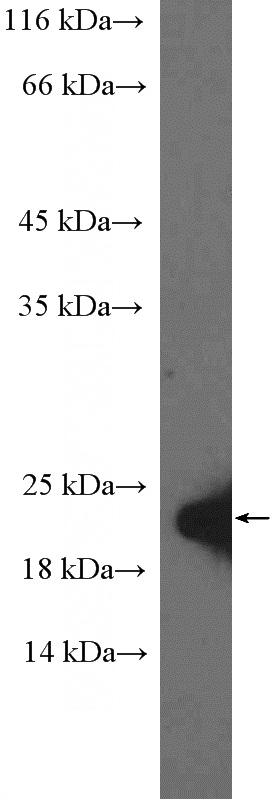 HepG2 cells were subjected to SDS PAGE followed by western blot with Catalog No:110163(C1orf149 Antibody) at dilution of 1:600
