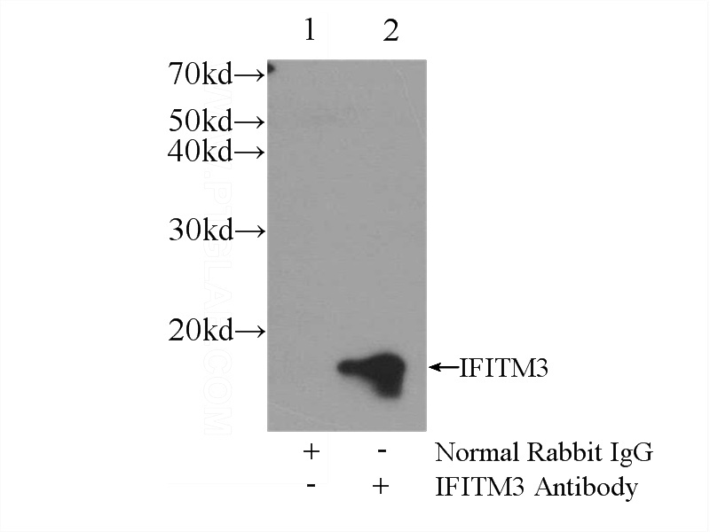 IP Result of anti-IFITM3 (IP:Catalog No:111624, 3ug; Detection:Catalog No:111624 1:1500) with HeLa cells lysate 2400ug.