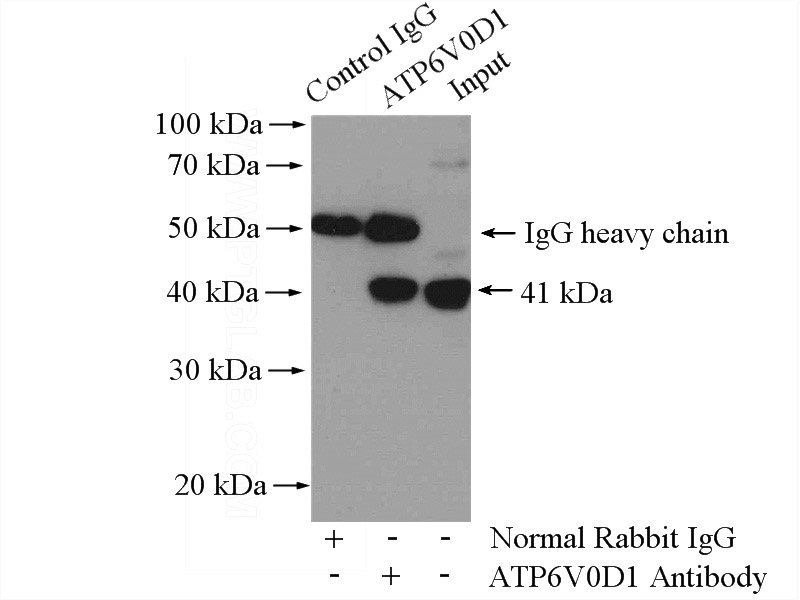 IP Result of anti-ATP6V0D1 (IP:Catalog No:108303, 4ug; Detection:Catalog No:108303 1:500) with mouse testis tissue lysate 4800ug.