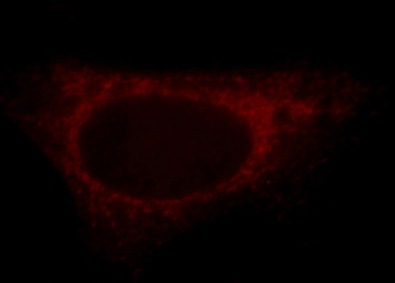 Immunofluorescent analysis of Hela cells, using GNA14 antibody Catalog No:111105 at 1:25 dilution and Rhodamine-labeled goat anti-rabbit IgG (red).