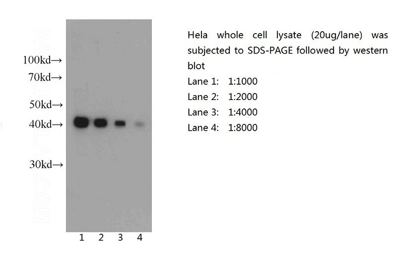 Western blot of Hela cell with anti-Actin-Beta (Catalog No:117304) at various dilutions.