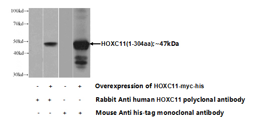 Transfected HEK-293 cells were subjected to SDS PAGE followed by western blot with Catalog No:111537(HOXC11 Antibody) at dilution of 1:1000