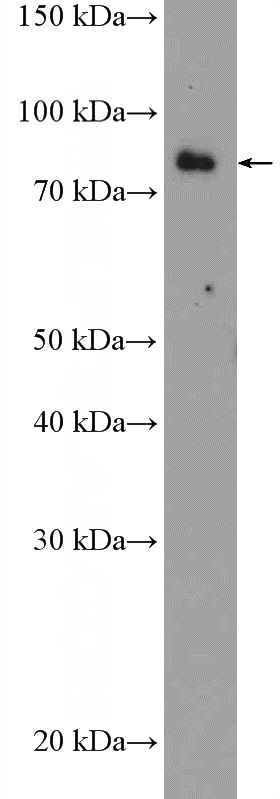 NIH/3T3 cells were subjected to SDS PAGE followed by western blot with Catalog No:110417(EXT2 Antibody) at dilution of 1:1000
