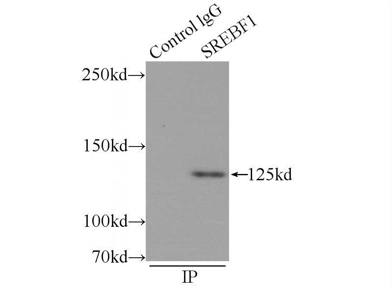 IP Result of anti-SREBF1 (IP:Catalog No:115669, 4ug; Detection:Catalog No:115669 1:600) with L02 cells lysate 1500ug.