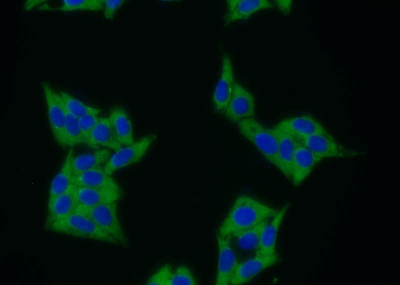 Immunofluorescent analysis of HepG2 cells using Catalog No:112384(MAGEB1 Antibody) at dilution of 1:25 and Alexa Fluor 488-congugated AffiniPure Goat Anti-Rabbit IgG(H+L)