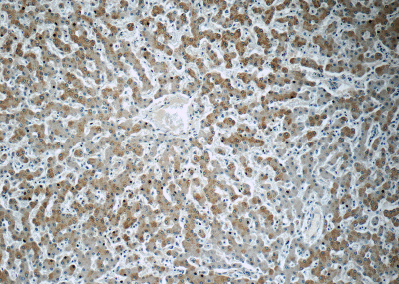 Immunohistochemistry of paraffin-embedded human liver slide using Catalog No:108979(CCDC53 Antibody) at dilution of 1:50