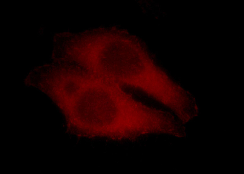 Immunofluorescent analysis of HepG2 cells, using FERMT2 antibody Catalog No:112056 at 1:25 dilution and Rhodamine-labeled goat anti-rabbit IgG (red).