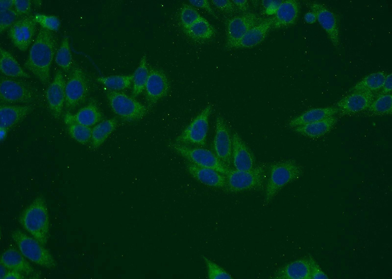 Immunofluorescent analysis of HepG2 cells using Catalog No:113570(PANK2 Antibody) at dilution of 1:25 and Alexa Fluor 488-congugated AffiniPure Goat Anti-Rabbit IgG(H+L)