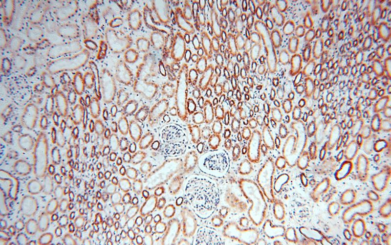 Immunohistochemical of paraffin-embedded human kidney using Catalog No:115557(SPATS2L antibody) at dilution of 1:100 (under 10x lens)