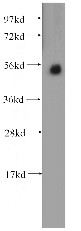 HeLa cells were subjected to SDS PAGE followed by western blot with Catalog No:113747(PCOLCE antibody) at dilution of 1:500
