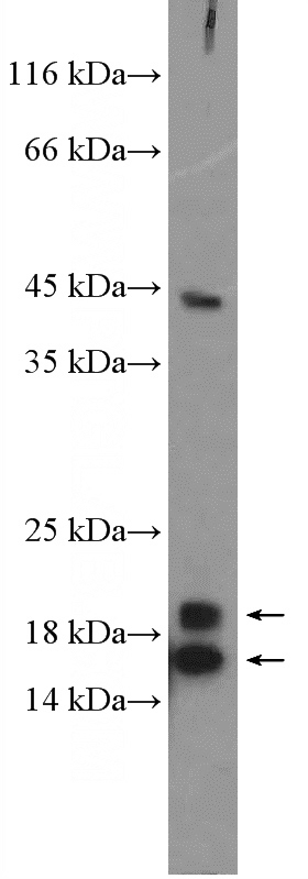mouse brain tissue were subjected to SDS PAGE followed by western blot with Catalog No:108651(C13orf1 Antibody) at dilution of 1:600
