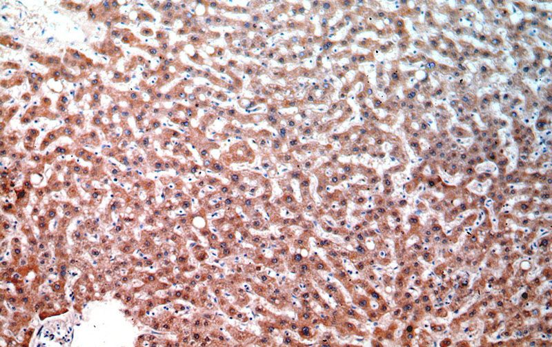 Immunohistochemical of paraffin-embedded human liver using Catalog No:113119(NEU4 antibody) at dilution of 1:50 (under 10x lens)
