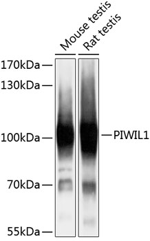 Western blot - MIWI Polyclonal Antibody 