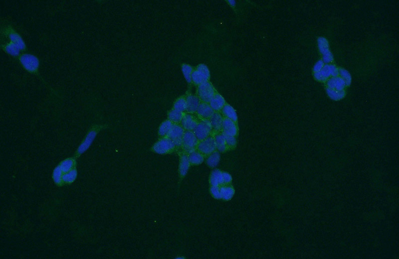 Immunofluorescent analysis of HEK-293 cells using Catalog No:114110(PPP3CB Antibody) at dilution of 1:50 and Alexa Fluor 488-congugated AffiniPure Goat Anti-Rabbit IgG(H+L)