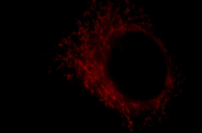Immunofluorescent analysis of HepG2 cells, using COX18 antibody Catalog No:109487 at 1:25 dilution and Rhodamine-labeled goat anti-rabbit IgG (red).