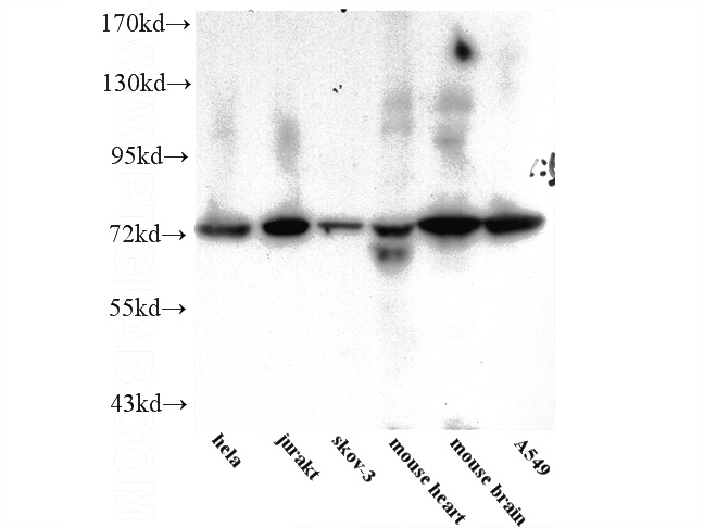 WB result of Catalog No:108186 (ARHGEF4 Antibody).