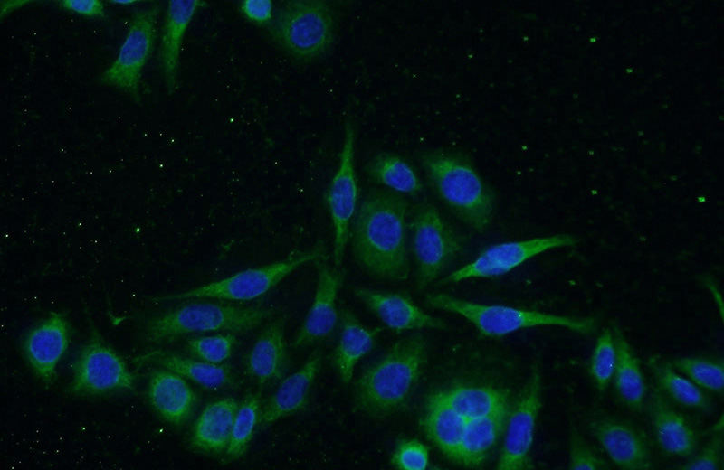 Immunofluorescent analysis of PC-3 cells using Catalog No:110819(GADD34 Antibody) at dilution of 1:50 and Alexa Fluor 488-congugated AffiniPure Goat Anti-Rabbit IgG(H+L)