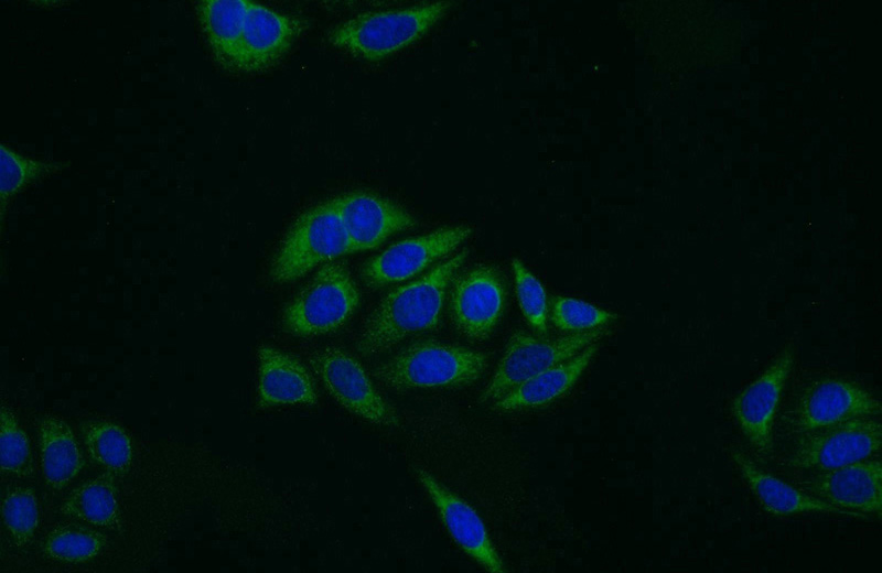 Immunofluorescent analysis of HepG2 cells using Catalog No:107958(ALDH1A1 Antibody) at dilution of 1:50 and Alexa Fluor 488-congugated AffiniPure Goat Anti-Rabbit IgG(H+L)