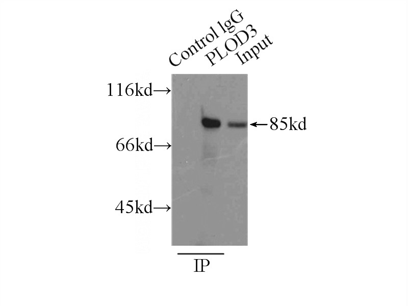 IP Result of anti-PLOD3 (IP:Catalog No:114006, 3ug; Detection:Catalog No:114006 1:500) with HepG2 cells lysate 6000ug.