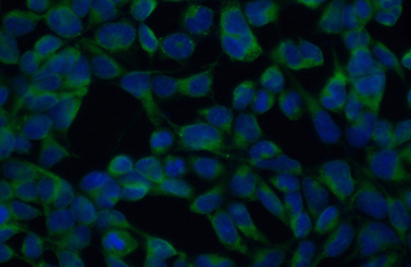 Immunofluorescent analysis of (10% Formaldehyde) fixed HEK-293 cells using Catalog No:110669(FKBP10 Antibody) at dilution of 1:50 and Alexa Fluor 488-congugated AffiniPure Goat Anti-Rabbit IgG(H+L)
