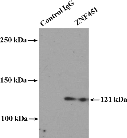 IP Result of anti-ZNF451 (IP:Catalog No:117178, 4ug; Detection:Catalog No:117178 1:300) with HeLa cells lysate 4000ug.