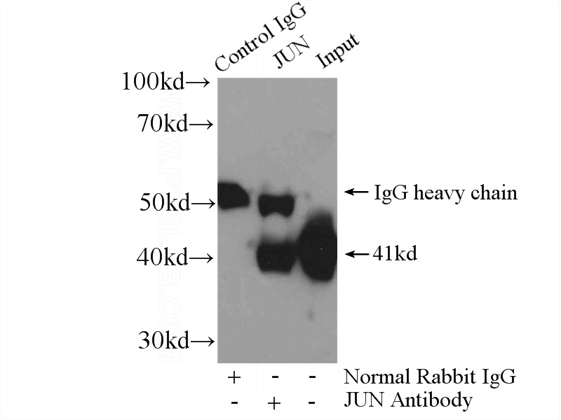 IP Result of anti-AP1,JUN,P39 (IP:Catalog No:108113, 4ug; Detection:Catalog No:108113 1:500) with HEK-293 cells lysate 2800ug.