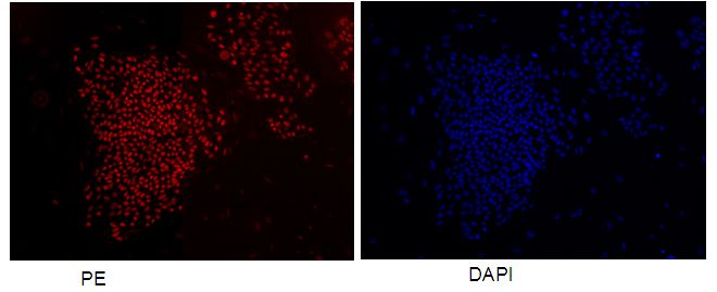 Confocal immunofluorescent analysis of human embronic stem cells with Catalog No:115515 at dilution of 1:50. The PE shows staining with Catalog No:115515/PE. The DAPI shows nuclear staining by DAPI.