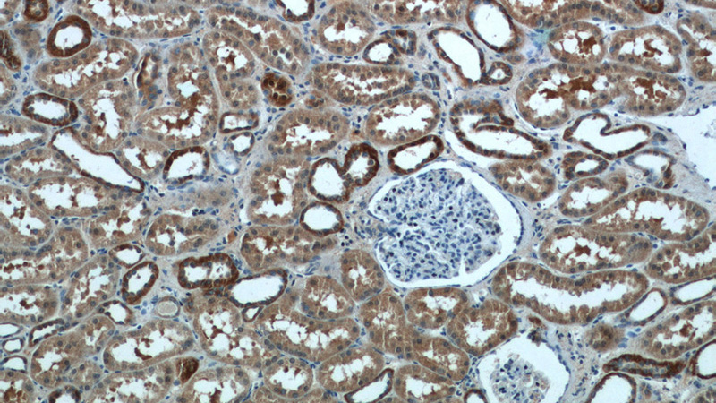 Immunohistochemistry of paraffin-embedded human kidney tissue slide using Catalog No:115232(SIL1 Antibody) at dilution of 1:50 (under 10x lens)