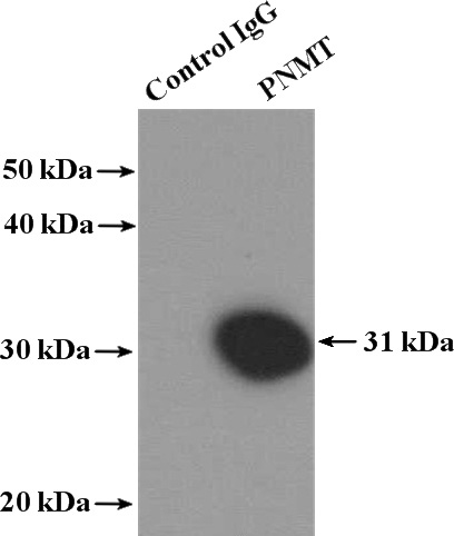 IP Result of anti-PNMT (IP:Catalog No:113979, 4ug; Detection:Catalog No:113979 1:300) with PC-12 cells lysate 2400ug.